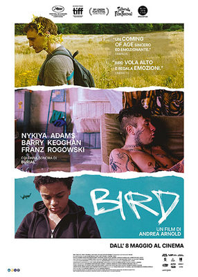 BIRD_P